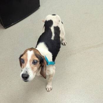 Gerald -  Hound and Beagle Dog for Adoption in Lynchburg, Virginia - Gerald | PetCurious