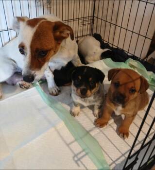 Carli -  Smooth Fox Terrier and Chihuahua Dog for Adoption in Thompson Falls, Montana - Carli | PetCurious