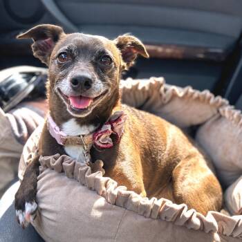 Nike -  Chihuahua Dog for Adoption in Las Vegas, Nevada - Nike | PetCurious