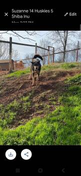 Rescue Siberian Husky Dogs for Adoption in Maryville, Tennessee - Sky | PetCurious