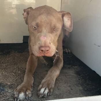 PBA-Stray-11721 -  Pit Bull Terrier Dog for Adoption in Pine Bluff, Arkansas - PBA-Stray-11721 | PetCurious
