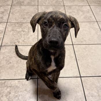 Tori -  Mixed Breed Dog for Adoption in Columbia, South Carolina - Tori | PetCurious