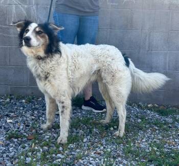 Mixed Breed Dogs Available for Adoption in Murray, Kentucky - Toupee | PetCurious