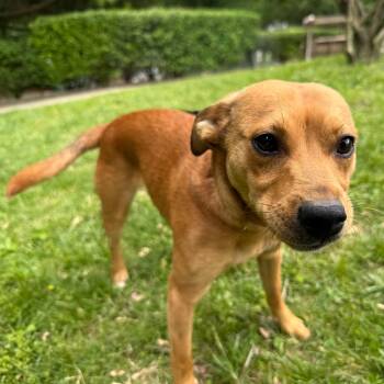 Butch -  Terrier Dog Available for Adoption in Latrobe, Pennsylvania - Butch | PetCurious