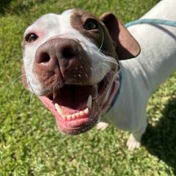 Rescue Basset Hound Dogs for Adoption in Pearland, Texas - Dove | PetCurious