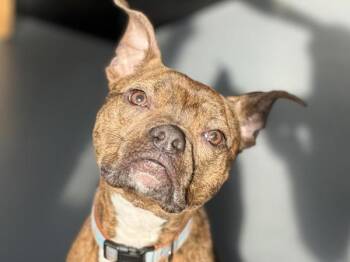 Bear -  Staffordshire Bull Terrier and Mixed Breed Dog for Adoption in Portland, Oregon - Bear | PetCurious