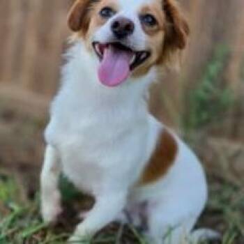 David -  Chihuahua Dog for Adoption in Justin, Texas - David | PetCurious