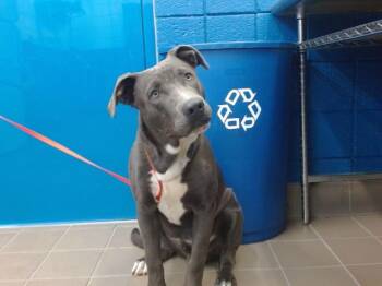 Rescue Pit Bull Terrier and Mixed Breed Dogs for Adoption in Albuquerque, New Mexico - KNICKERS | PetCurious