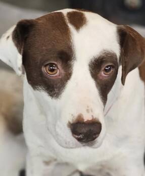 Rescue Cattle Dog and Mixed Breed Dogs for Adoption in Leesburg, Alabama - Faith | PetCurious