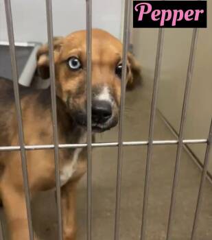 Rescue Australian Cattle Dog Blue Heeler Dogs for Adoption in Springfield, Illinois - Pepper (in A FOSTER Home) | PetCurious