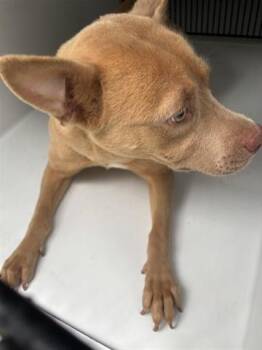 Pit Bull Terrier and Mixed Breed Dogs Available for Adoption in Houston, Texas - A655719 | PetCurious