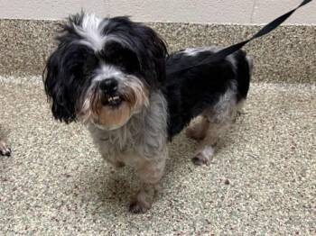 LULU -  Shih Tzu Dog for Adoption in Colorado Springs, Colorado - LULU | PetCurious