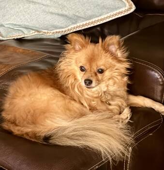 Foxy -  Pomeranian Dog for Adoption in Garland, Texas - Foxy | PetCurious