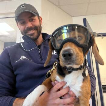 Rascal -  Beagle Dog for Adoption in Hampton Bays, New York - Rascal | PetCurious
