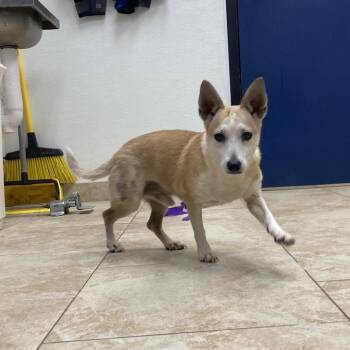 Harris -  Mixed Breed Dog for Adoption in Galveston, Texas - Harris | PetCurious