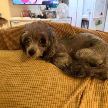 Poodle and Maltese Dogs Available for Adoption in Phoenix, Arizona - Lila | PetCurious