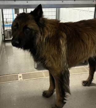 Belgian Shepherd Tervuren Dogs Available for Adoption in Salt Lake City, Utah - *Griffin* | PetCurious