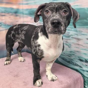 Rocky -  Catahoula Leopard Dog and Dachshund Dog for Adoption in Griswold, Connecticut - Rocky | PetCurious