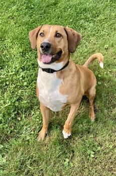 Atlas -  Redbone Coonhound Dog for Adoption in Akron, Ohio - Atlas | PetCurious