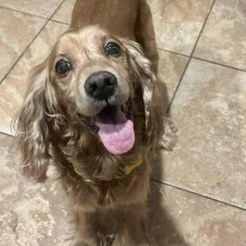 Rescue Cocker Spaniel Dogs for Adoption in Cape Coral, Florida - Bob | PetCurious