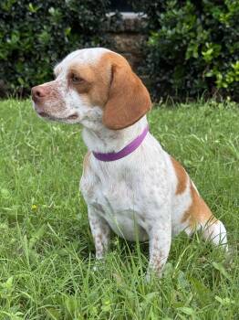 Beagle and Jack Russell Terrier Dogs Available for Adoption in Helotes, Texas - Caleb | PetCurious