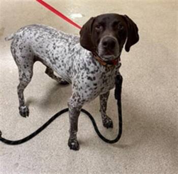 A1931495 -  German Shorthaired Pointer and Mixed Breed Dog for Adoption in Riverside, California - A1931495 | PetCurious