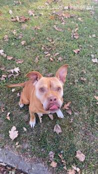 Rescue Pit Bull Terrier and Mixed Breed Dogs for Adoption in Indianapolis, Indiana - DAISY | PetCurious