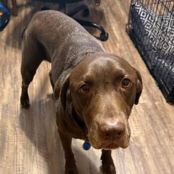 Chocolate Labrador Retriever Dogs Available for Adoption in Kittanning, Pennsylvania - Morty | PetCurious