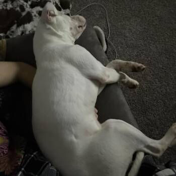 Rescue American Staffordshire Terrier Dogs for Adoption in Blacksburg, Virginia - Coco | PetCurious