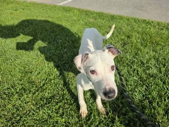 Wringley -  Mixed Breed Dog for Adoption in Vaudreuil-dorion, Quebec - Wringley | PetCurious