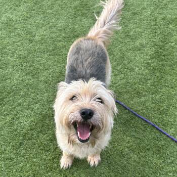 Minnie -  Yorkshire Terrier and Schnauzer Dog for Adoption in Liberty, Missouri - Minnie | PetCurious