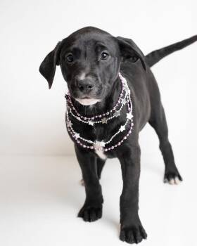 Staffordshire Bull Terrier Dogs Available for Adoption in Boone, Iowa - Melaine | PetCurious