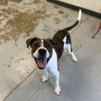 Freckles -  Boxer and Hound Dog for Adoption in Martinsville, Indiana - Freckles | PetCurious