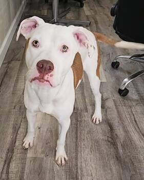 Rescue Pit Bull Terrier and Mixed Breed Dogs for Adoption in Hoopeston, Illinois - Jethro | PetCurious