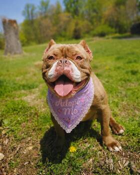 Leprechonk (Chonky Girl) -  Mixed Breed Dog for Adoption in Wayne, New Jersey - Leprechonk (Chonky Girl) | PetCurious