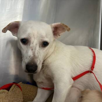 Rescue Chihuahua and Mixed Breed Dogs for Adoption in Savannah, Georgia - Mama Pudding Pop | PetCurious