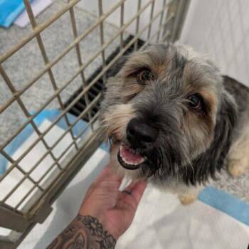 Amelia -  Havanese Dog for Adoption in Vienna, Ontario - Amelia | PetCurious