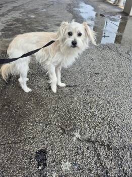 Terrier Dogs Available for Adoption - ODIE | PetCurious