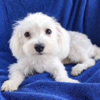 RePete -  Maltese Dog for Adoption in Austin, Texas - RePete | PetCurious