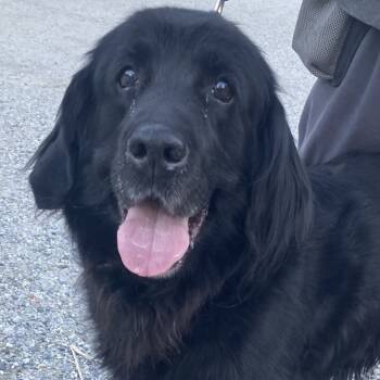 Rescue Newfoundland Dog Dogs for Adoption in Pittsford, Vermont - Diesel | PetCurious