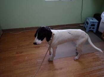 Skylar -  Great Dane and Mixed Breed Dog for Adoption in Taylorsville, North Carolina - Skylar | PetCurious