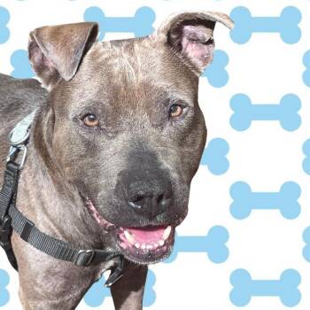 Pit Bull Terrier Dogs Available for Adoption in Cedar Mountain, North Carolina - Koy | PetCurious