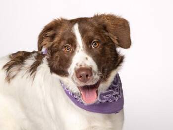 Gabby -  Border Collie and Brittany Spaniel Dog for Adoption in Portland, Oregon - Gabby | PetCurious