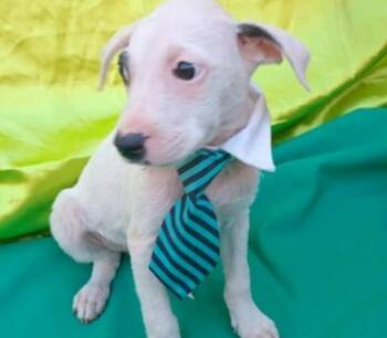 Rescue Jack Russell Terrier Dogs for Adoption in Lake Forest, California - Connor - (Courtesy Post) Foster Or Adopt Me! | PetCurious