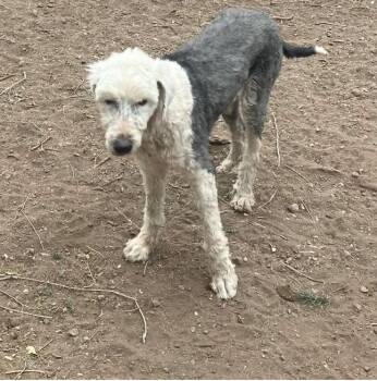 Rescue Old English Sheepdog Dogs for Adoption in Argyle, Texas - Molly | PetCurious