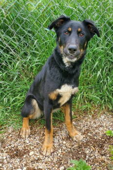 Rescue Shepherd Dogs for Adoption in Lake City, Michigan - Wenzday (6711) | PetCurious