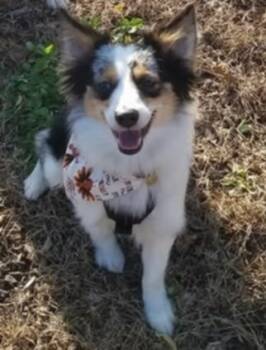 Rescue Australian Shepherd Dogs for Adoption in Ontario, California - Goose NY | PetCurious