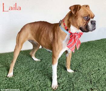Rescue Boxer Dogs for Adoption in San Diego, California - Laila | PetCurious
