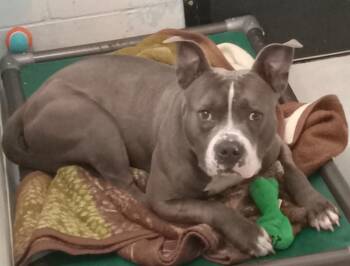 Rescue Pit Bull Terrier Dogs for Adoption in Little Falls, Minnesota - Baymax | PetCurious