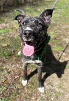 Mixed Breed Dogs Available for Adoption - Amelia | PetCurious